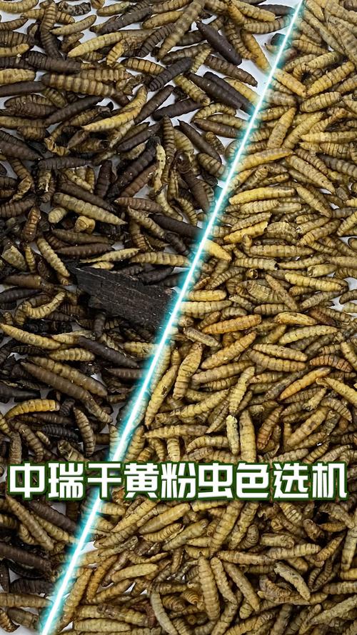 干黄粉虫色选快速分选智能色选机 解锁昆虫加工新效率
